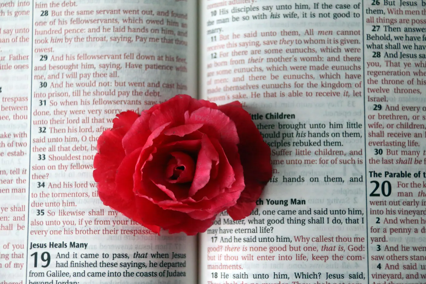 Red rose resting across the pages of an open Bible